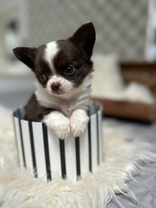 Piękna suczka Chihuahua