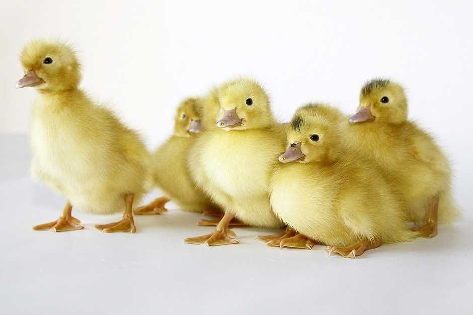 Кури несучки Качки Муларди Мулатки ,корм,Домінант,Ломан -сенді