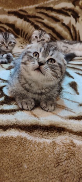 Котята скоттиш фолд