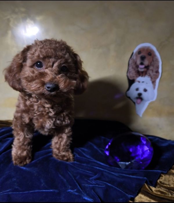 Пудель, Тойпудель