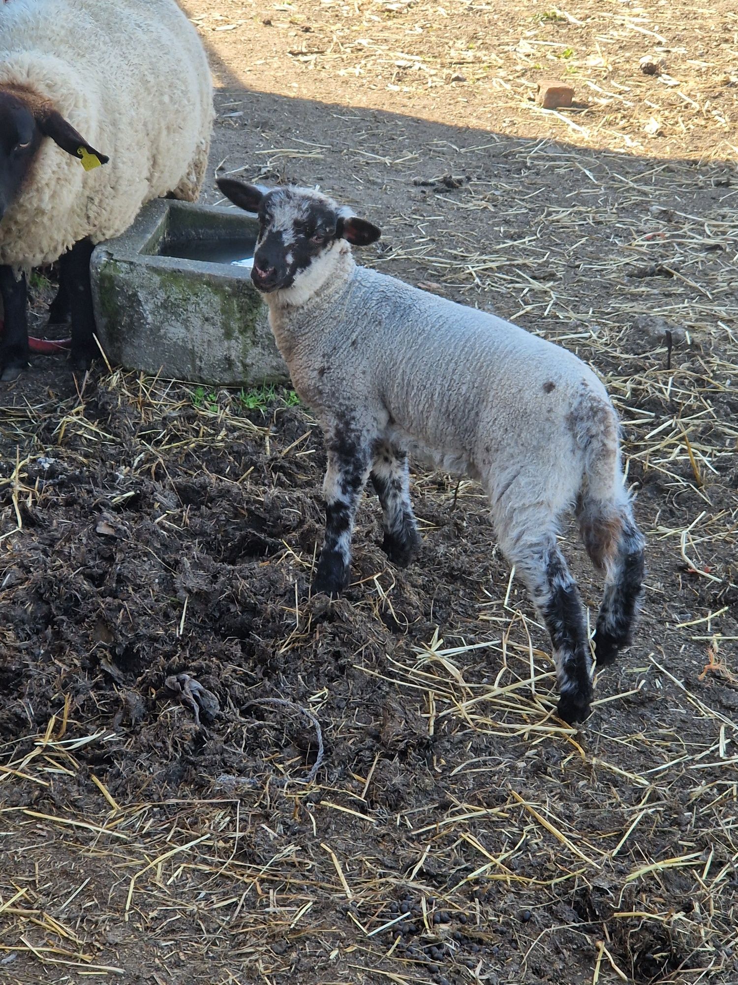 Borrego cruzado de suffolk