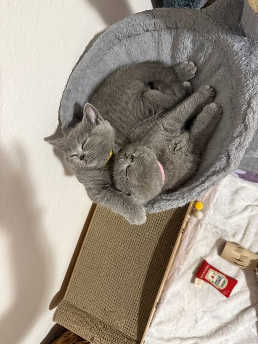 Kot brytyjski krótkowłosy