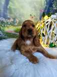 Słodka cudna wyjątkowa Cocker Spaniel FILMIK suczka rodowód wyprawka
