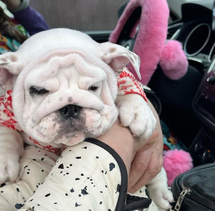 Английский бульдог