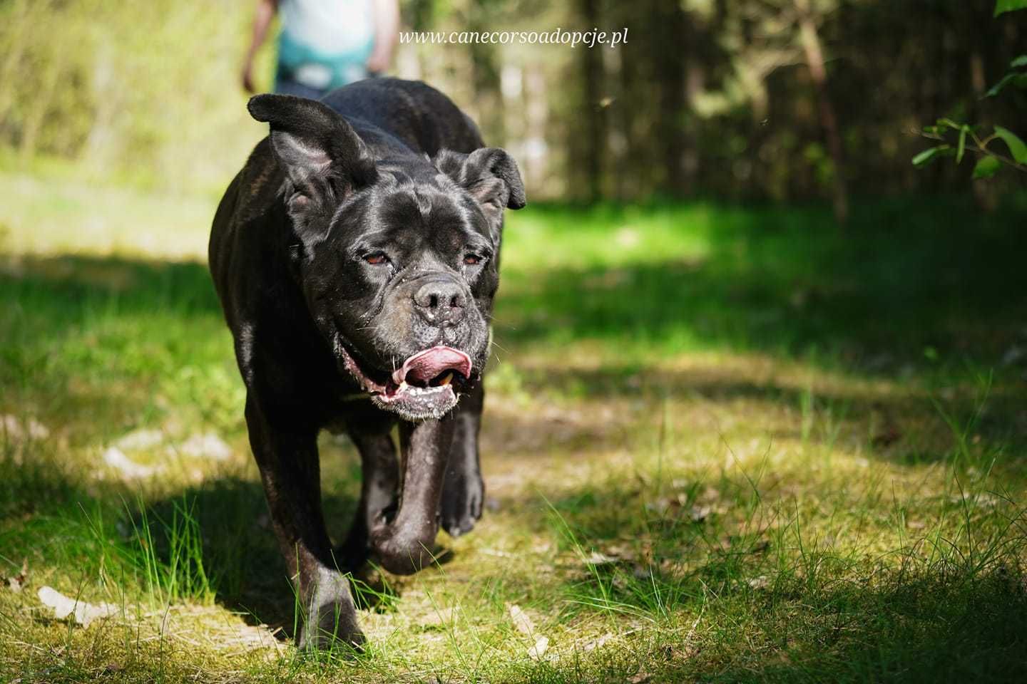 Wspaniała Jesi w typie Cane Corso do adopcji.