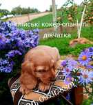 Англійські кокер - спанієлі - це не просто собачки, це вірні друзі,