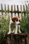 Szczeniak Jack Russell Terrier