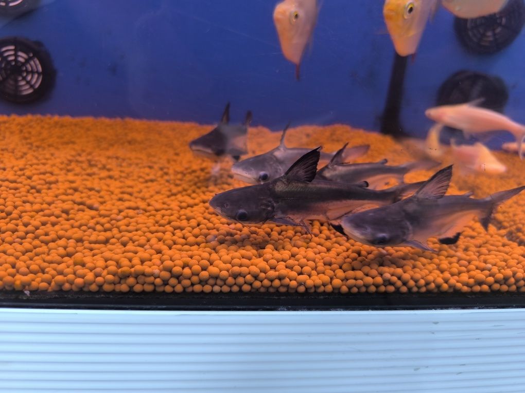 Pangasius Hi-Fin (Pangasius Sanitwongsei)