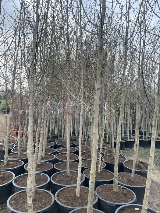 Magnolia Japońska Kobus drzewo 300 cm cena 550 zł