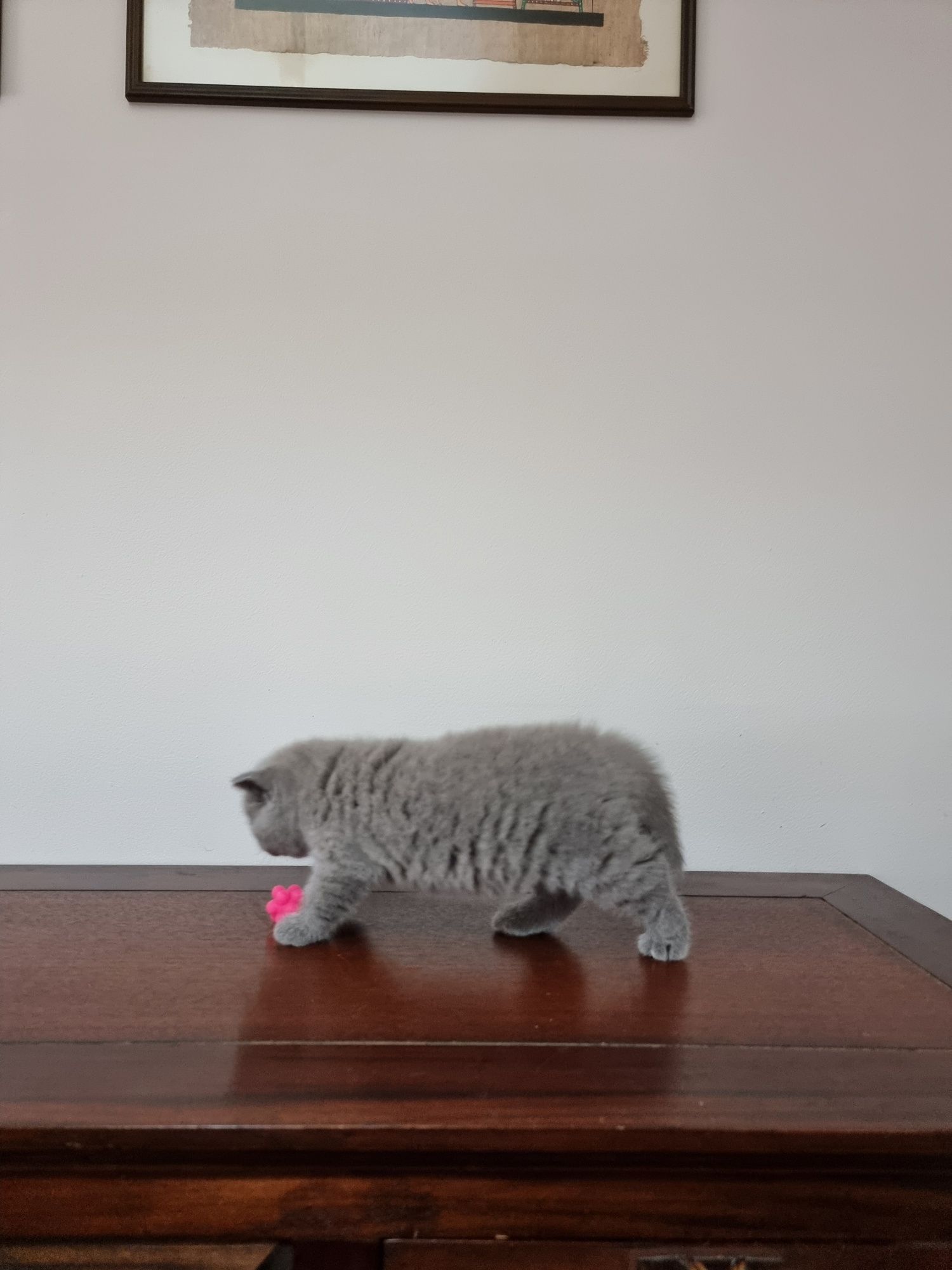 Gatinha British Shorthair