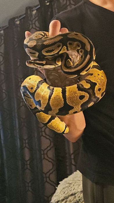 Wąż nie zbożowy 2 letni