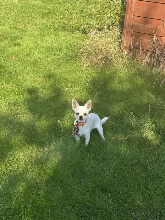 Chihuahua piesek krótkowłosy śliczny