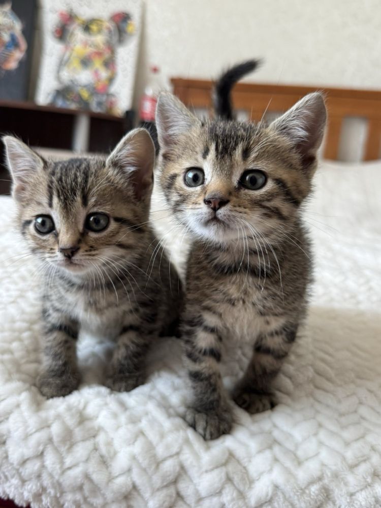 Кошеня у добрі ручки