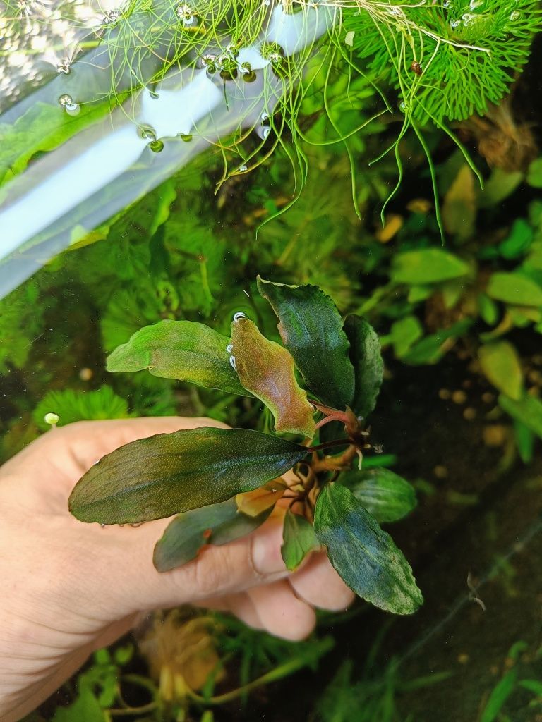 Rośliny akwariowe Bucephalandra Bucki duże sadzonki