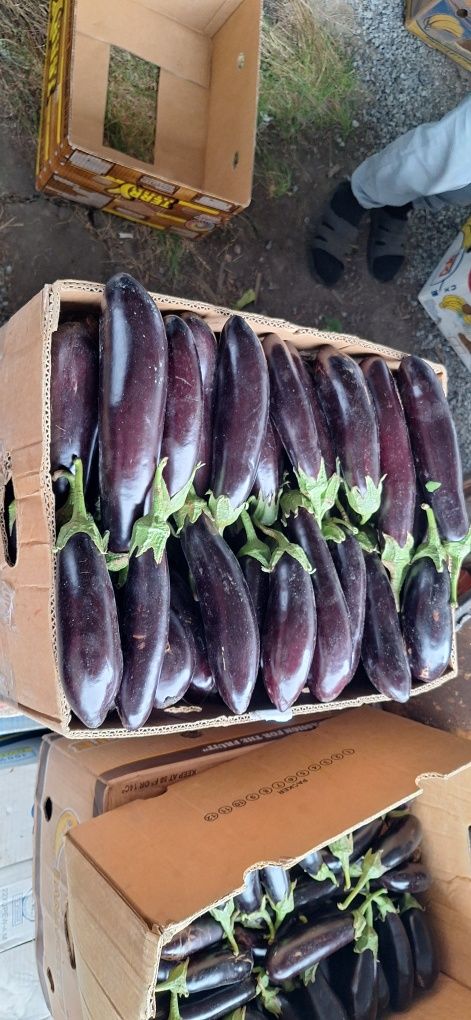 Продам помидор перец баклажан марковка