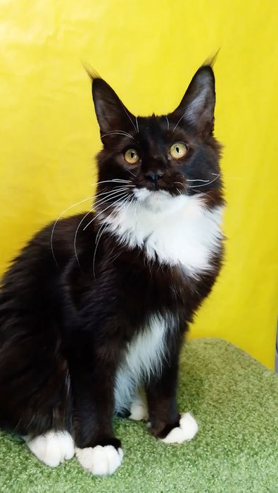 Крупный котёнок Мейн -кун в окрасе n 03