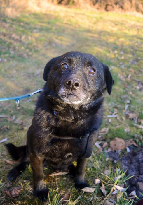Piesek który przeżył pożar błaga o dom