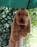 ŚLICZNA mądra suczka Cocker Spaniel Angielski  rodowód wyprawka