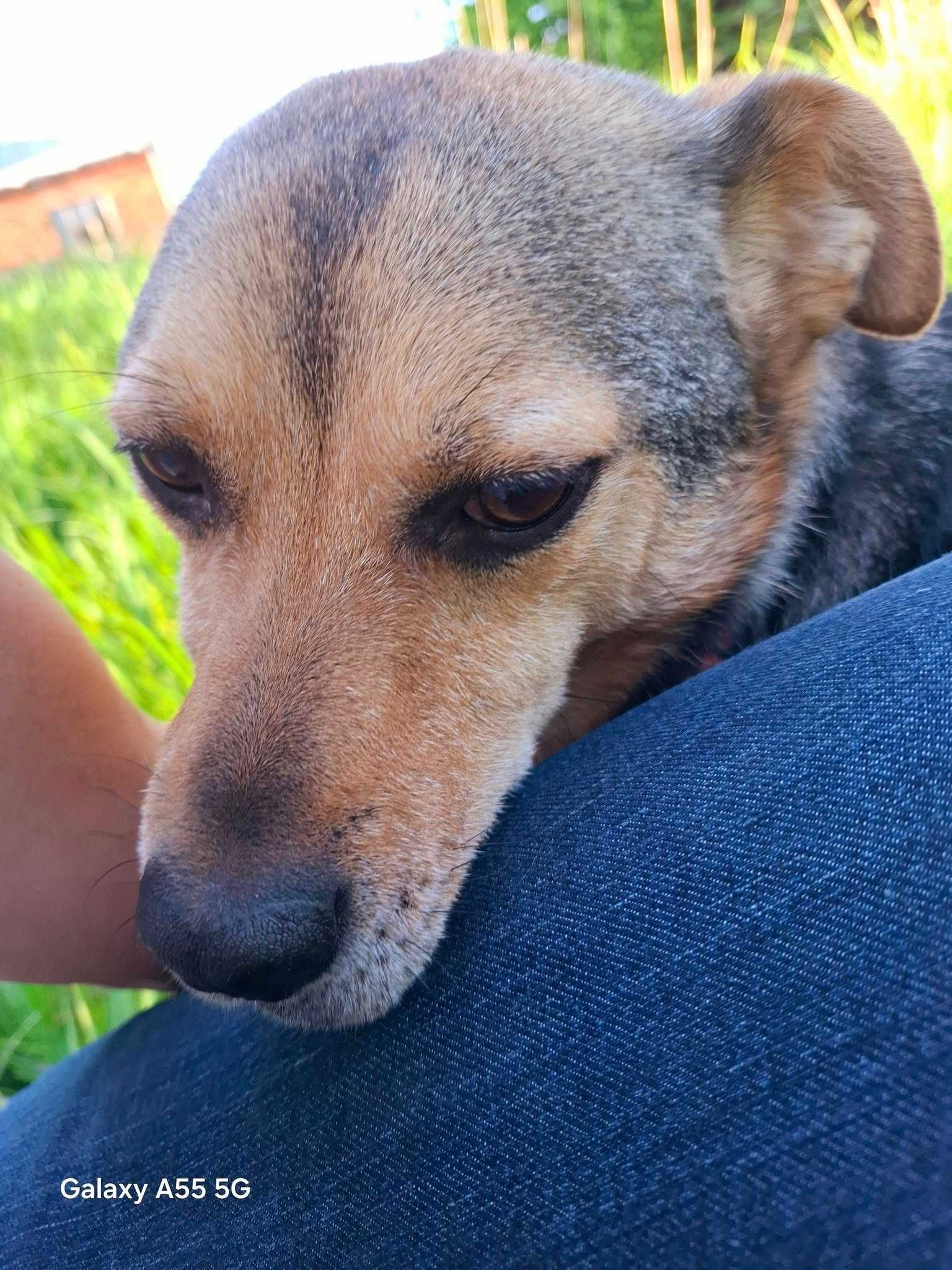 Bąbelek do adopcji