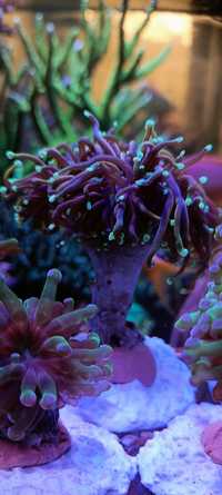 Euphyllia glabrescens Dragon Soul