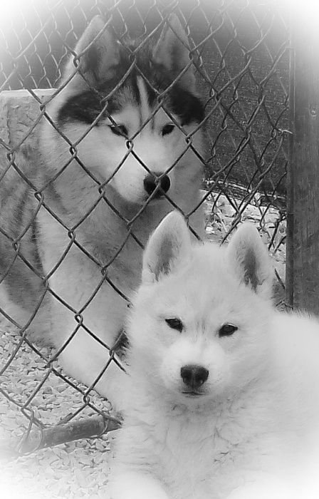 Husky Siberiano - OMNIS SIBERIANS