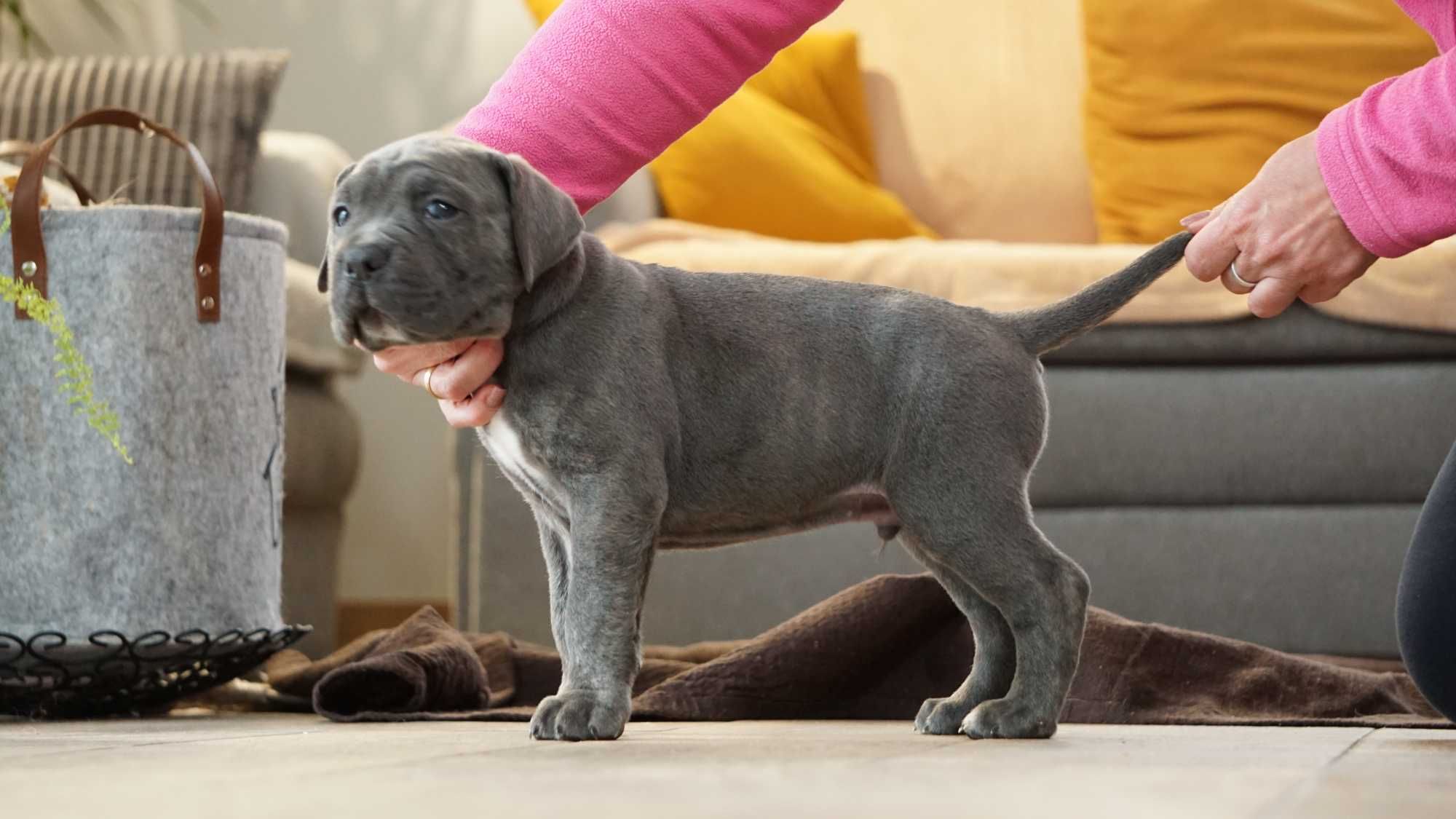Szary Pręgowany Samiec Cane Corso ZKwP/FCI oddział Wrocław