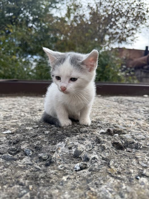 Відамо гарних котиків