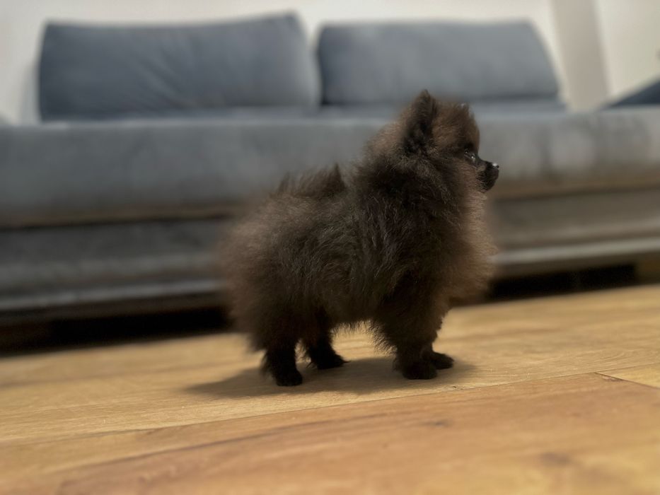 Pomeranian mini chłopczyk