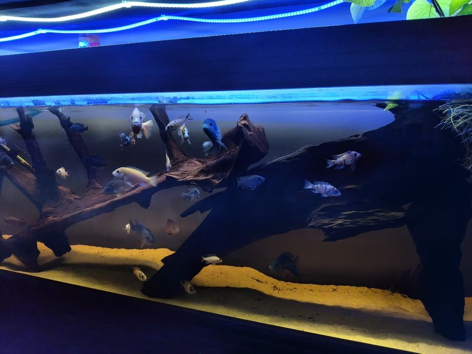 Vendo ciclídeos malawi