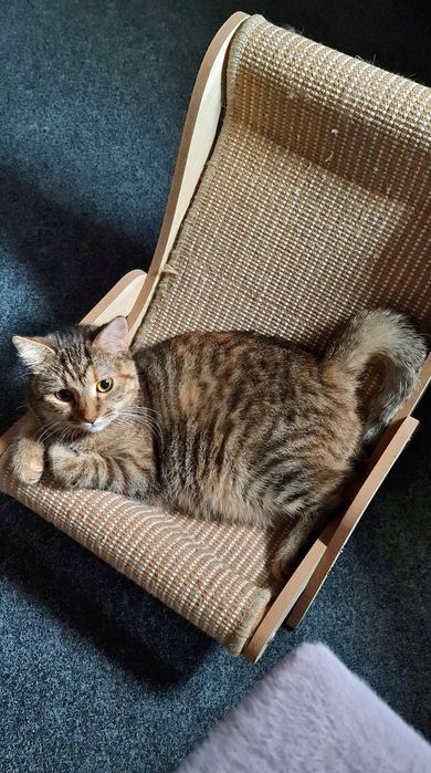 Молода киця смугаста до року