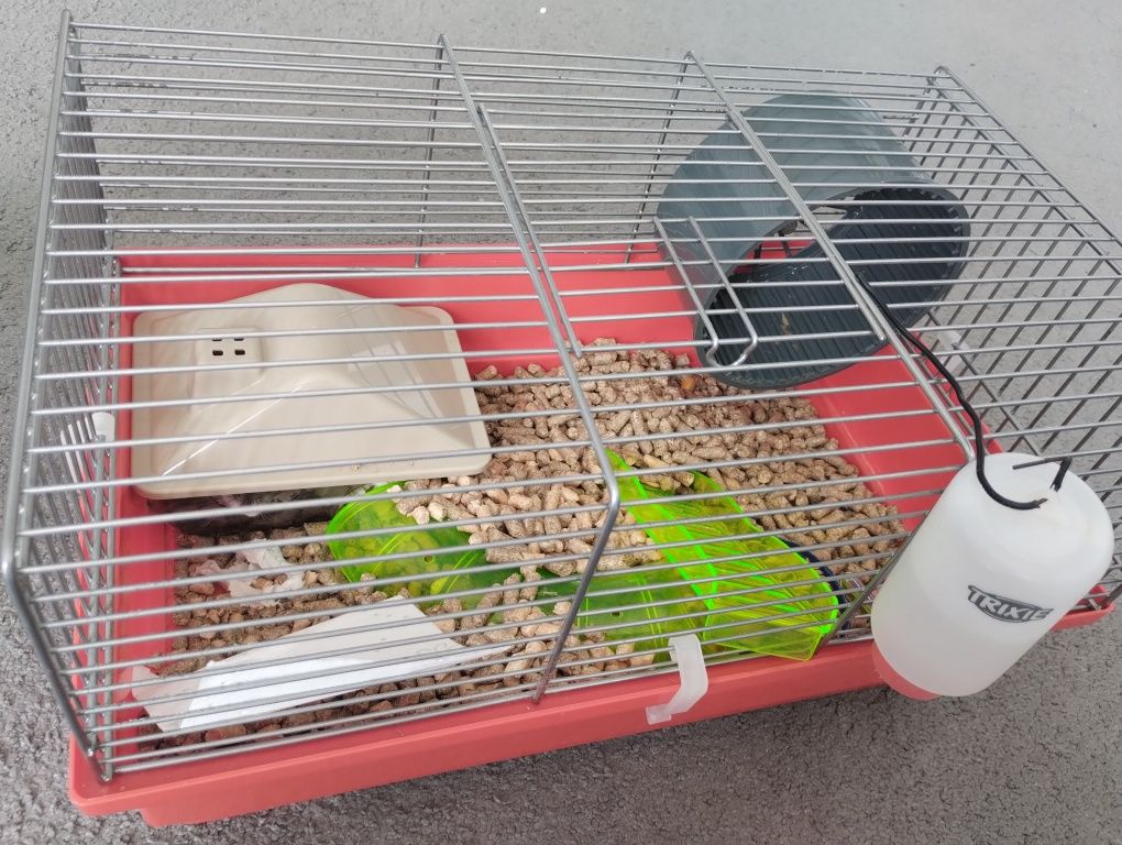 Chomik piękny  z klatką ,