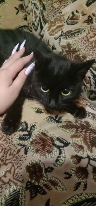 Котенок девочка бесплатно. Кошка. Котята. Кошечка. Даром.