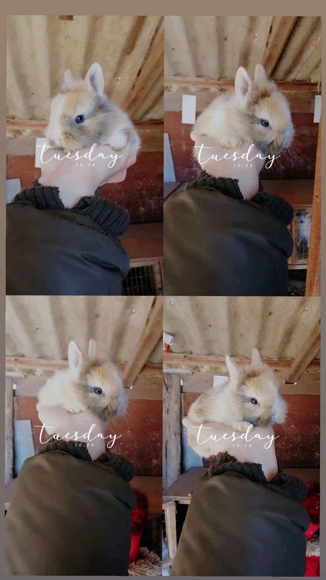 Декоративні кролики/Кролик