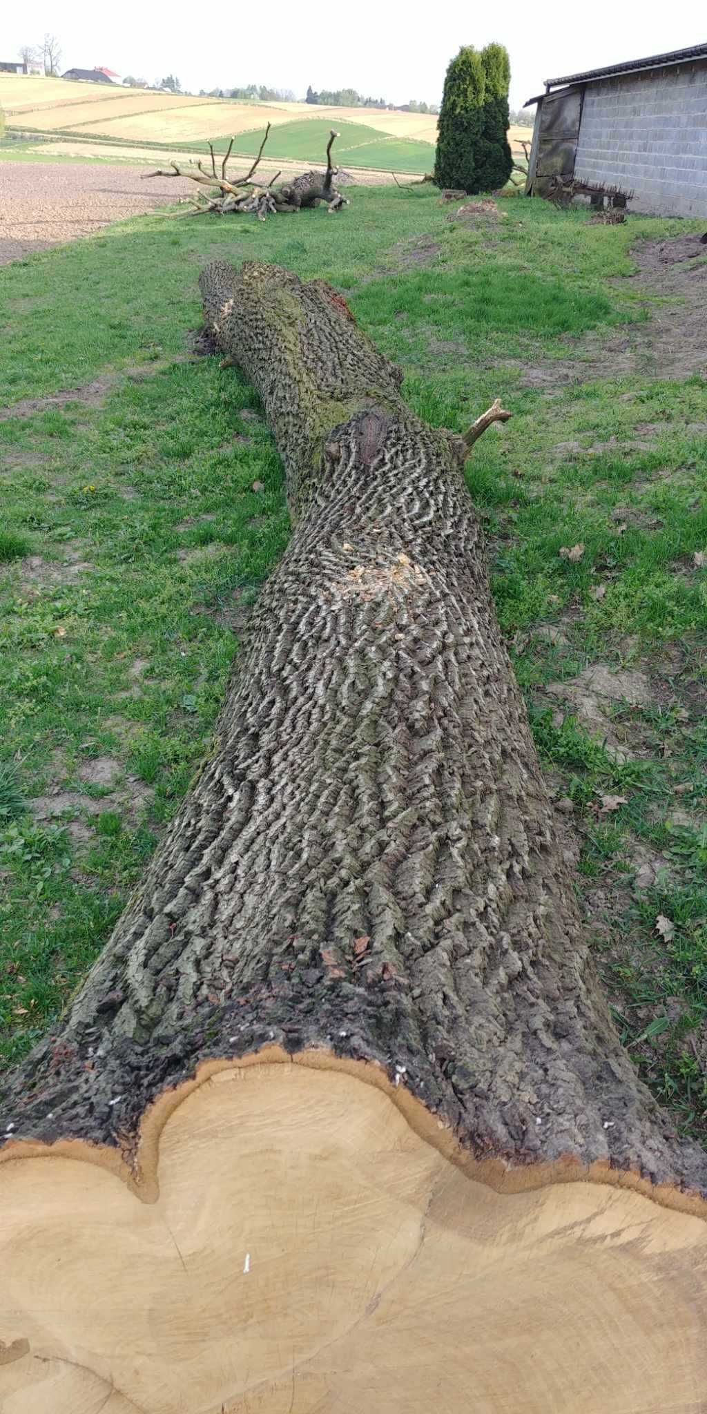 Drewno dębowe, ładny, duży kawałek 9m długość, 1,8m szerokie,