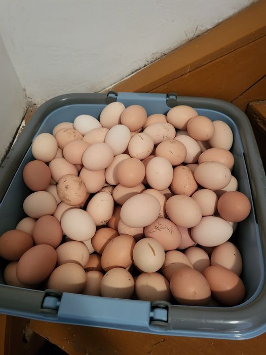 Najtansze wiejke jajka w okolicy szczytno