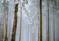 Fototapeta Las Zimą Śnieg Biel Natura 3D Twój Rozmiar + KLEJ