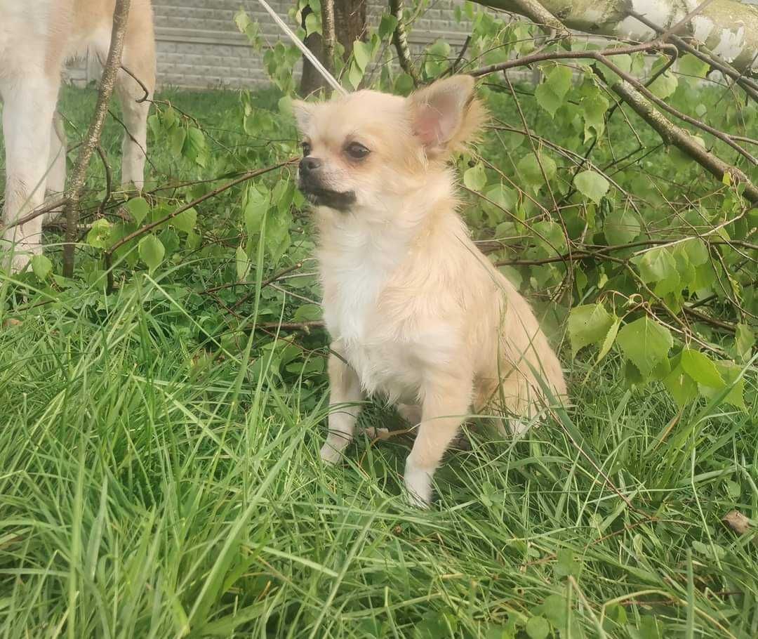 Chihuahua długowłosy chłopiec