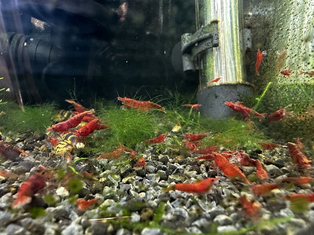 Neocaridinas red Fire