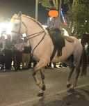 Cavalo inteiro psl