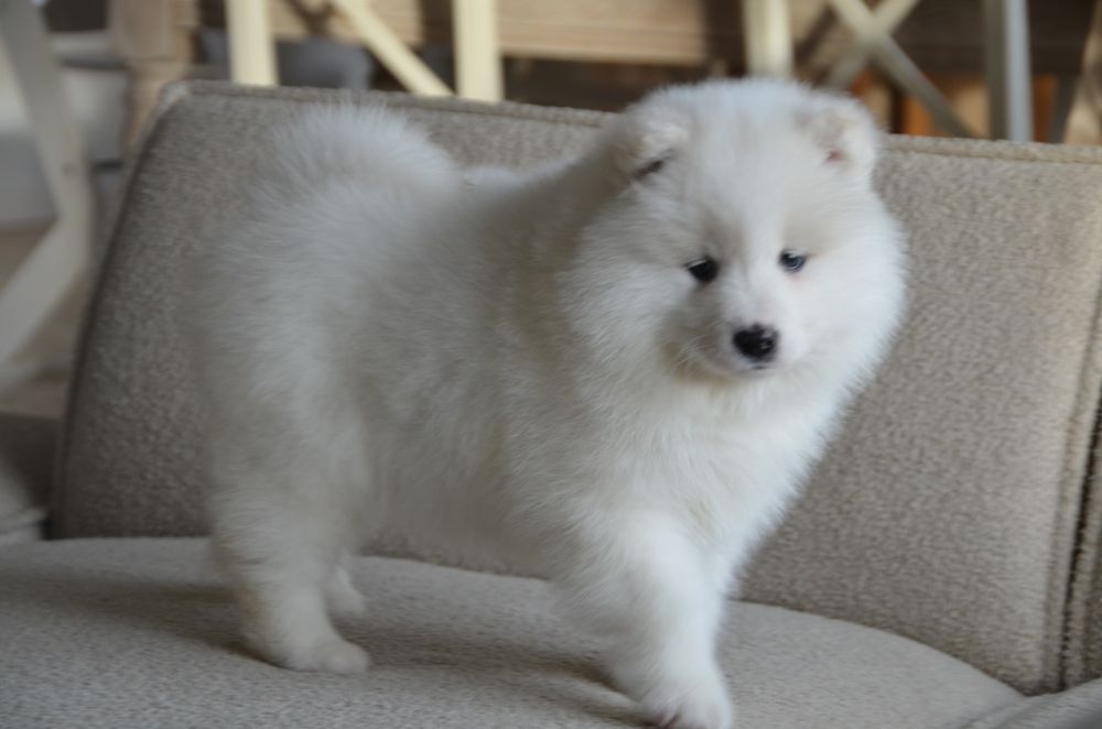 Samoyed ZKwP FCI