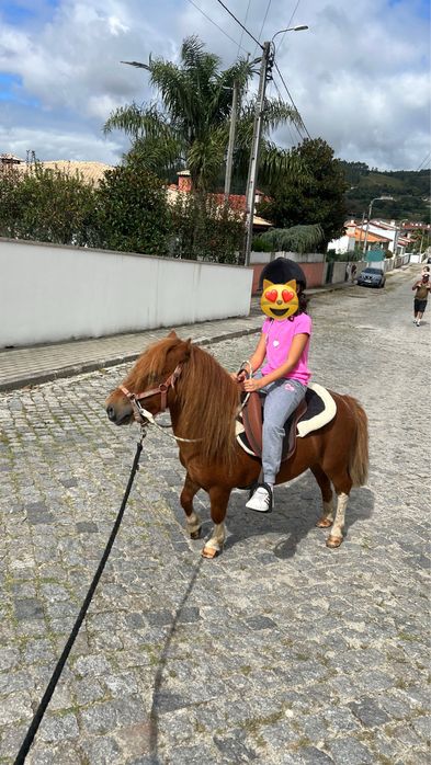 Sela ponei para venda