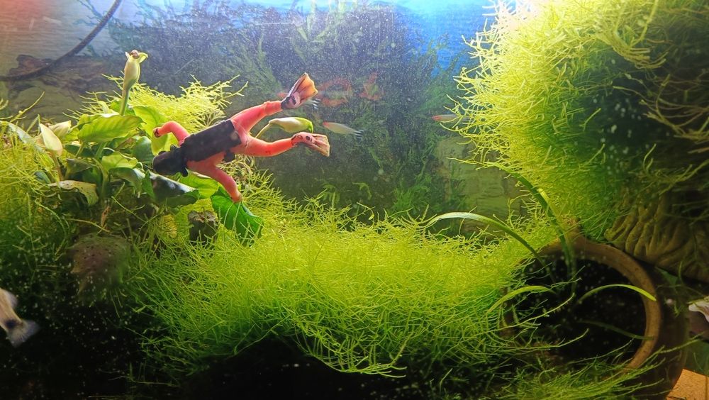 Plantas de aquário musgo de java