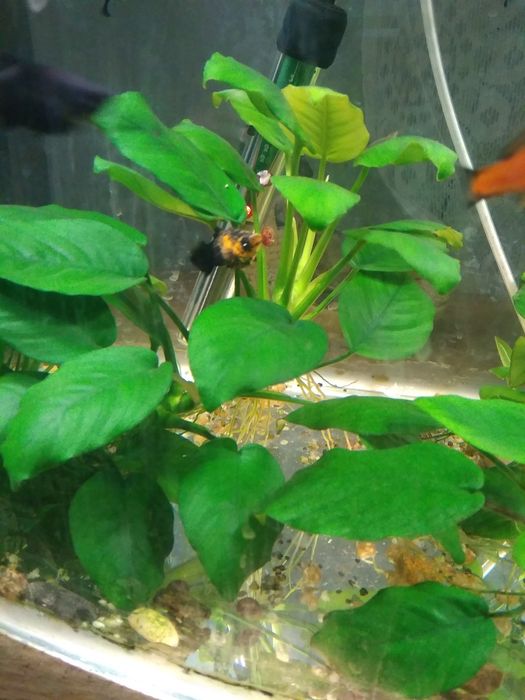 Аквариумные растения