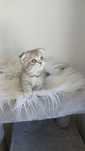Fêmea scottish fold