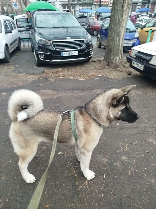 Американська акіта 7 міс.