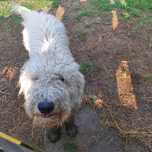 Oddam psa rasy Komondor