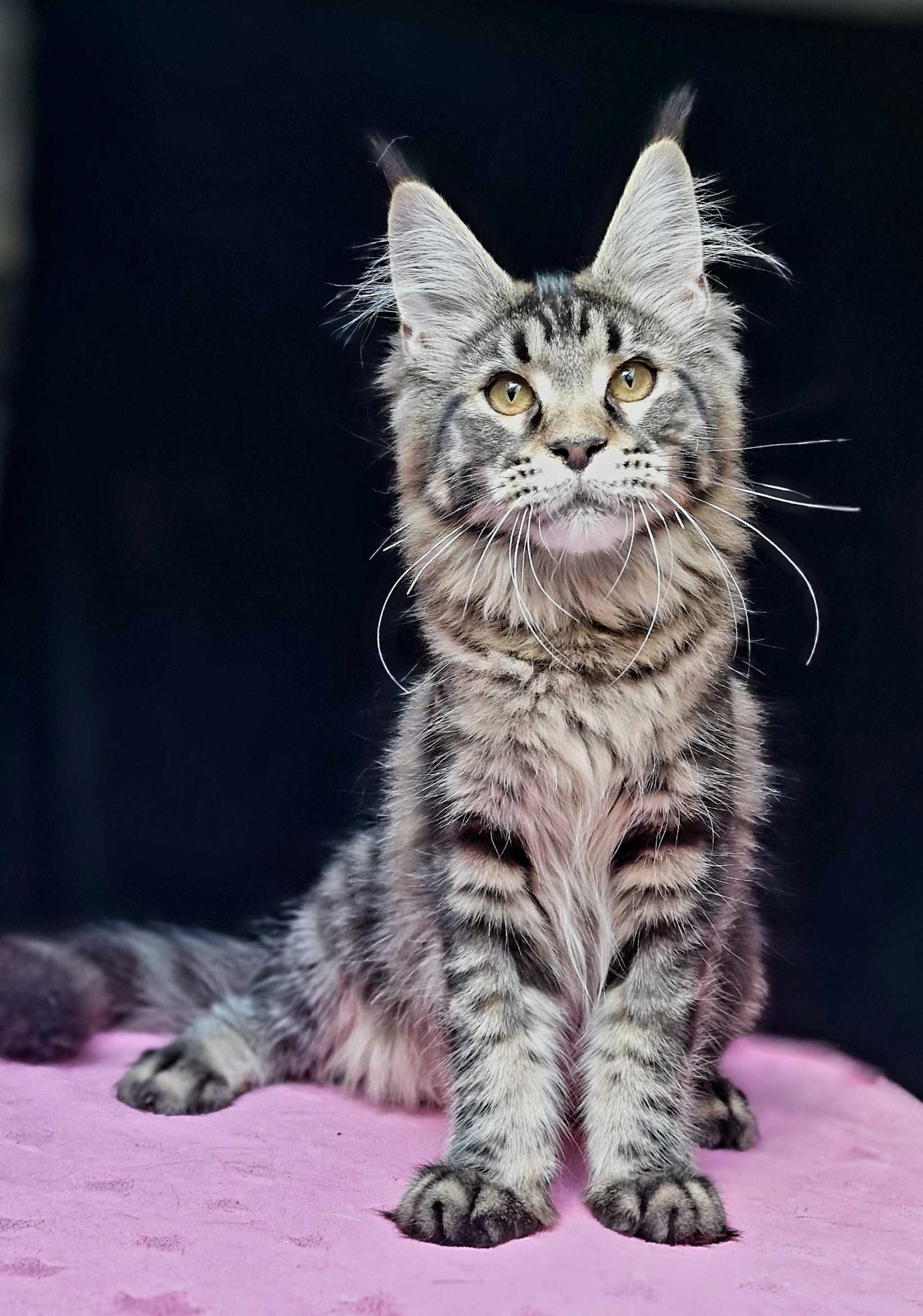 Maine coon, piękna kotka klasycznie pręgowana