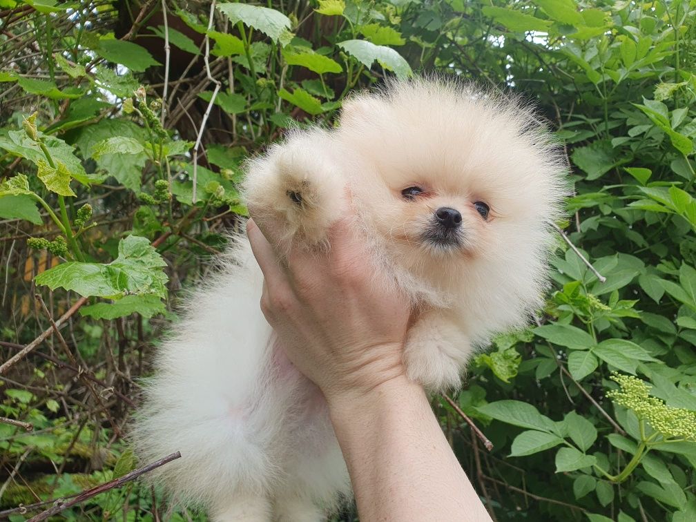 Suczka - Szpic miniaturowy Pomeranian