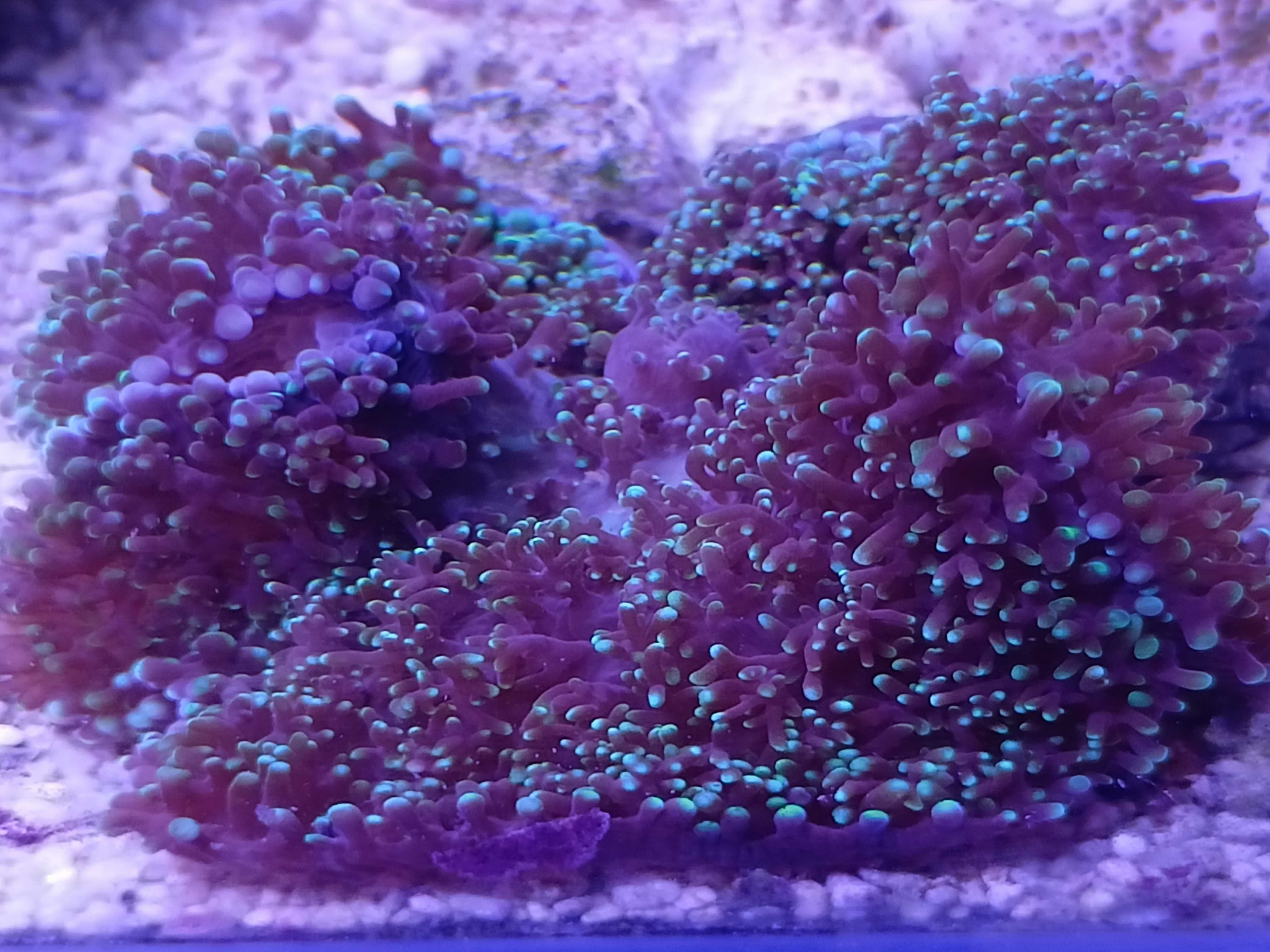 Rhodactis  koralowiec