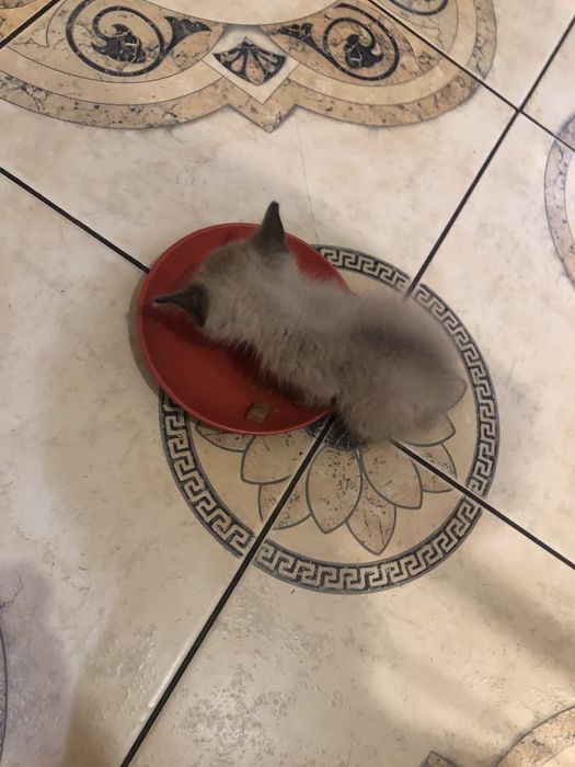 Отдам котенка в добрые руки